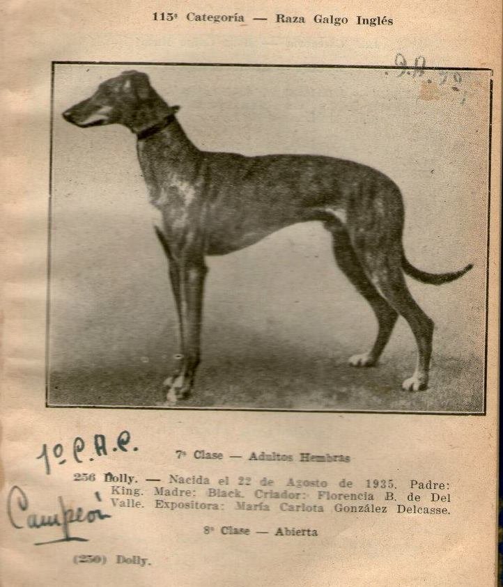 galgo antiguo - Greyhound