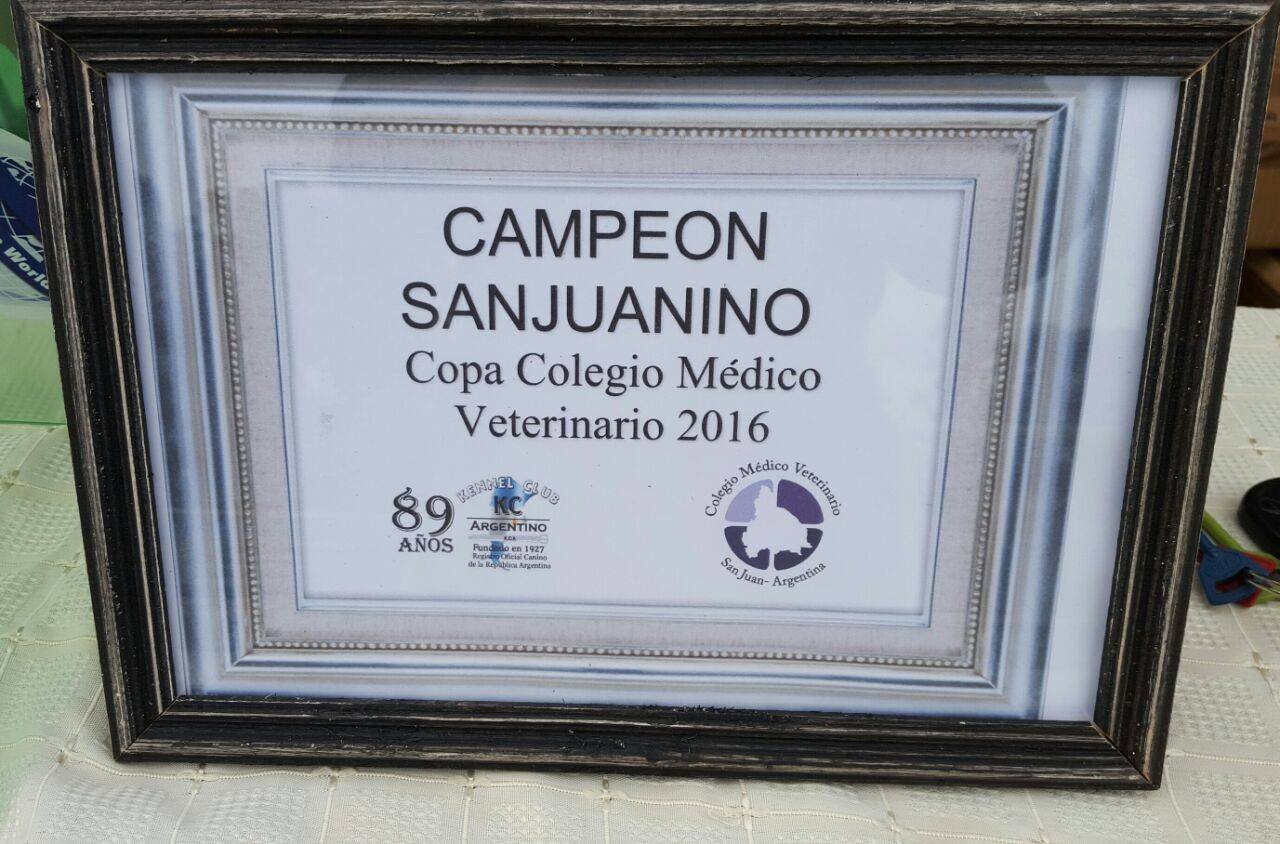 diploma Campeon San Juan Colegio de Veterinario