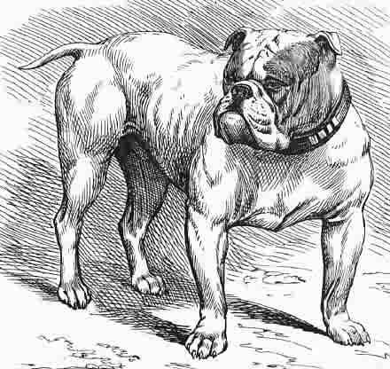 antiguo-bulldog-ingles-dibujo