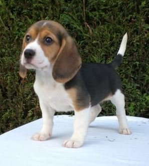 Beagle cachorro