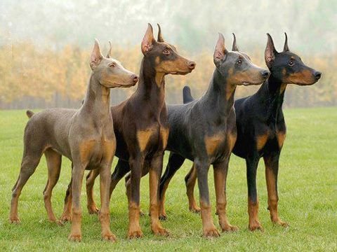 4 Colores Para Una Raza Espectacular Doberman Kennel Club Argentino 4-colores-para-una-raza-espectacular-doberman-kennel-club-argentino