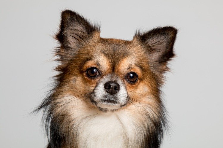Chihuahua pelo largo