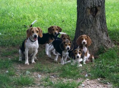 beagles - criadero de perros