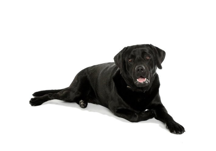 Labrador Retriever negro