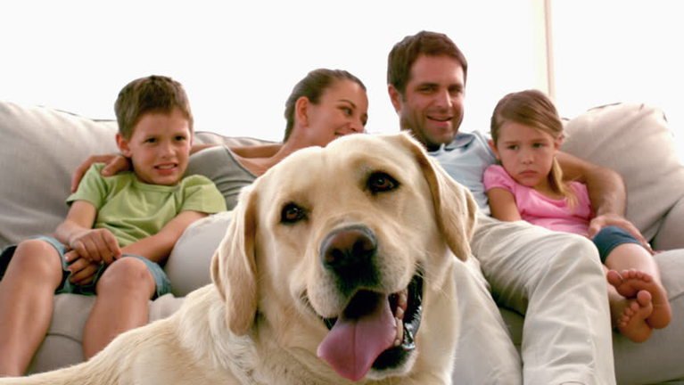 Familia con perro labraddor - Nesting con nuestros perros