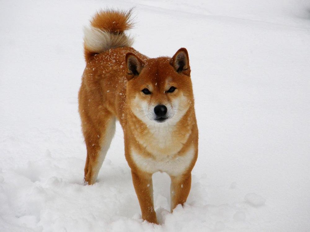 Shiba Inu en la nieve