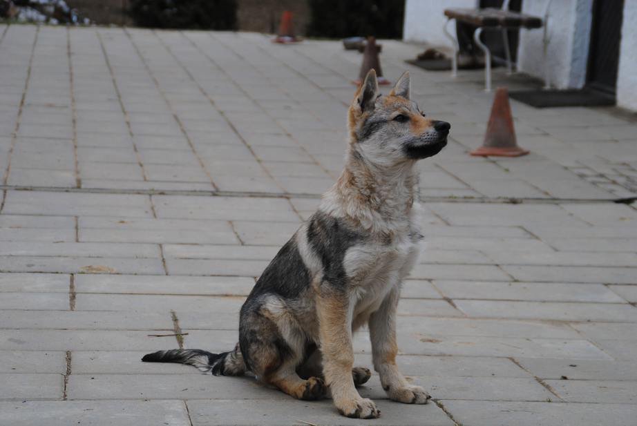cachorro sentado de Perro Lobo Checoslovaco