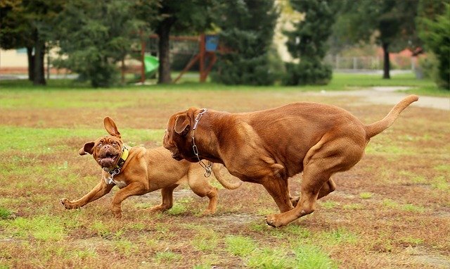 Dogo de Burdeos jugando con cachorro