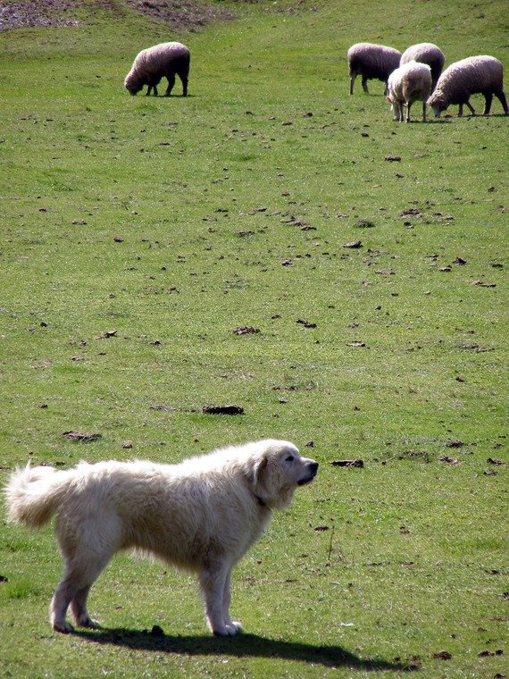 Perro Montaña de los Pirineos con ovejas