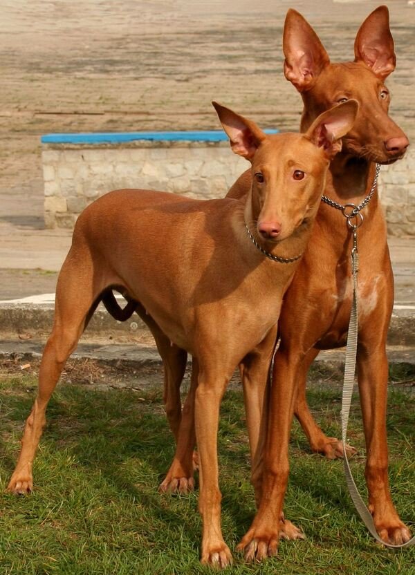 Dos perros del faraón uno junto al otro, de frente
