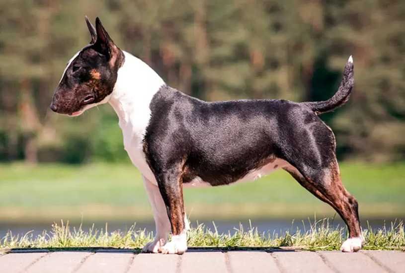 Bull Terrier, de gladiador a perro de compañía - Kennel Club Argentino