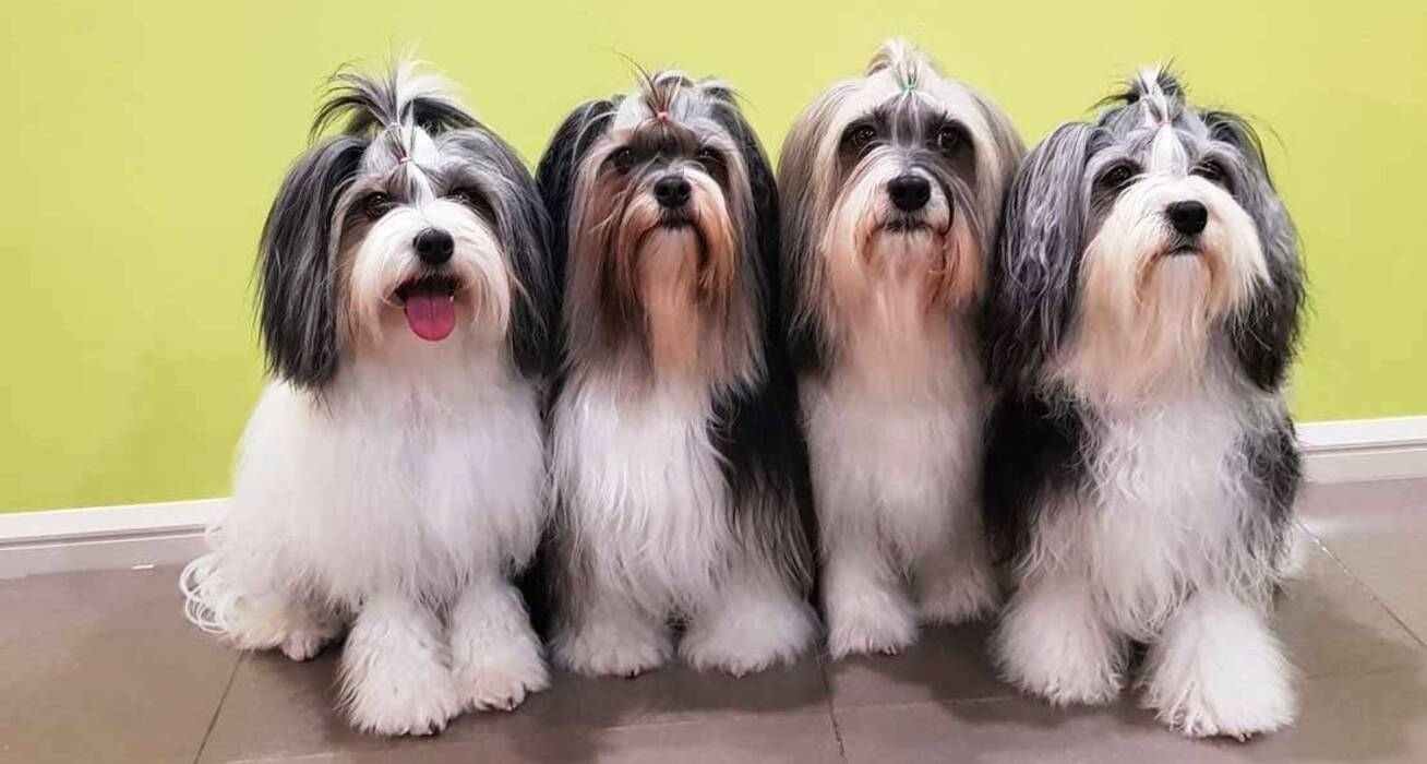 Löwchen, el pequeño perro león de más de 500 años - Kennel Club Argentino