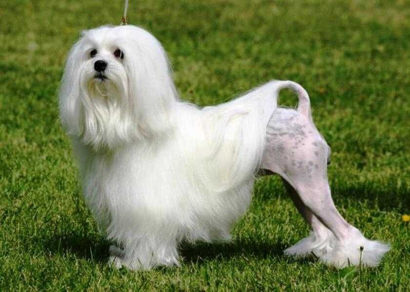 Löwchen, el pequeño perro león de más de 500 años - Kennel Club Argentino