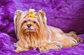 Yorkshire Terrier Colors - Dorado