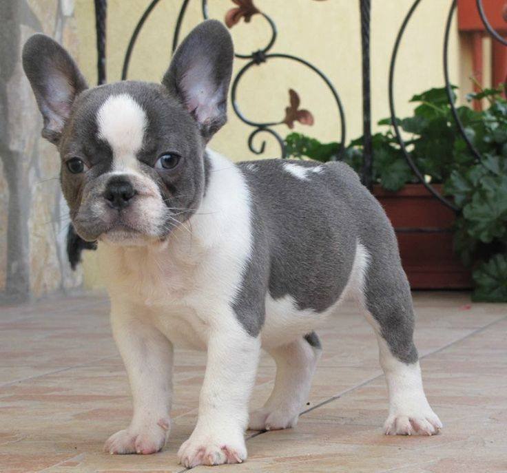 Estándar Oficial de Bulldog Francés Kennel Club Argentino