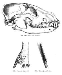 Cráneo de Canis Alpinus - Dhole