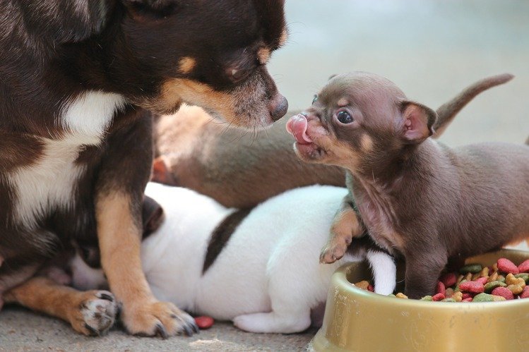 cachorros jugando con la madre