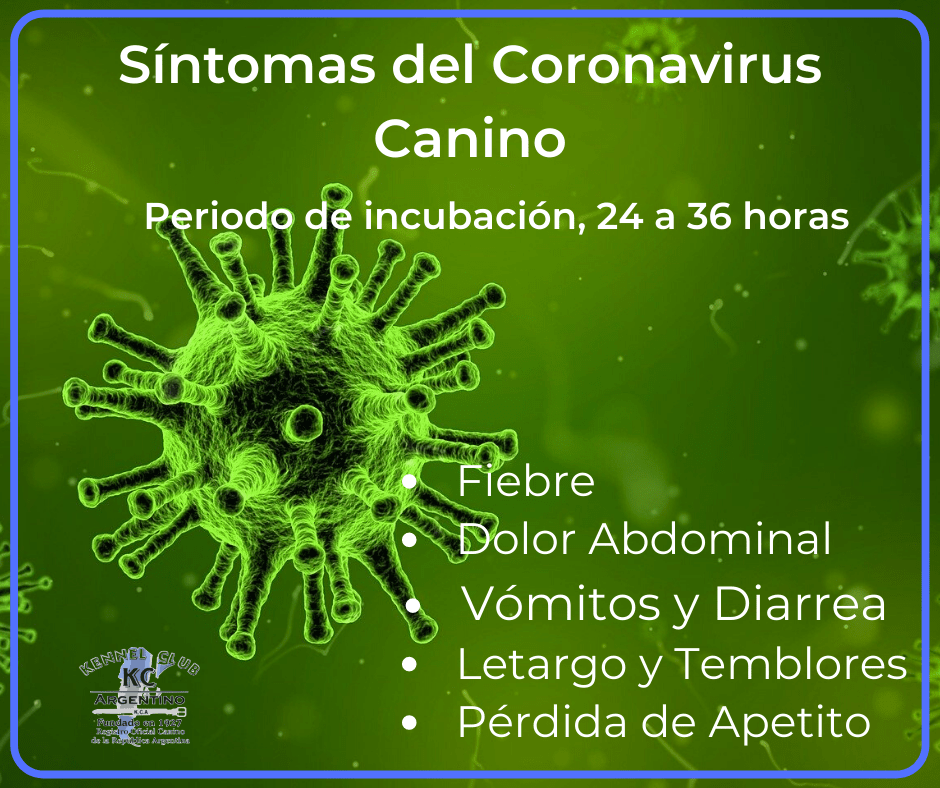Síntomas del Coronavirosis Canino