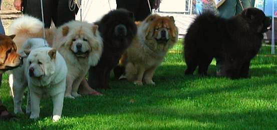 Chow Chow colores