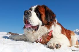 perro San Bernardo en la nieve