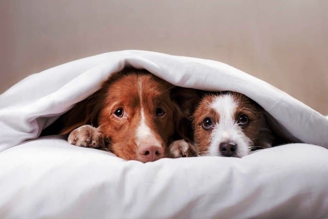dos perros debajo de una manta con miedo