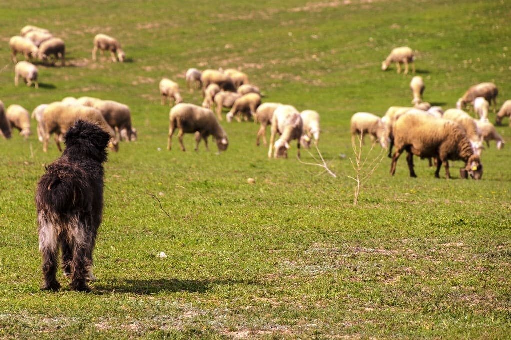 Pastor Catalán con rebaño de ovejas