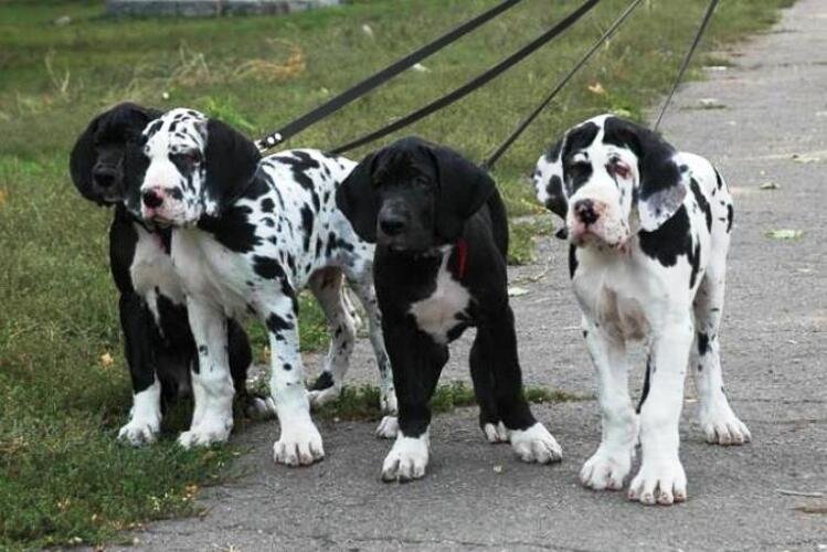 grupo de cachorros de Dogo Alemán