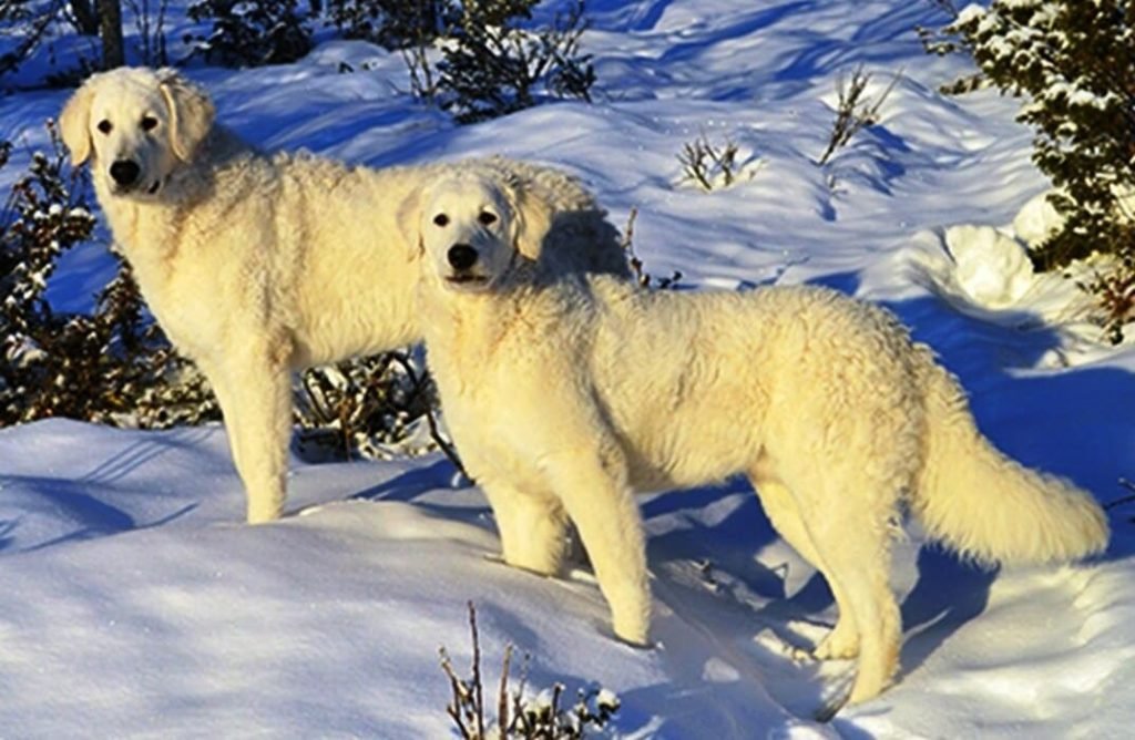 dos perros Kuvasz en la nieve