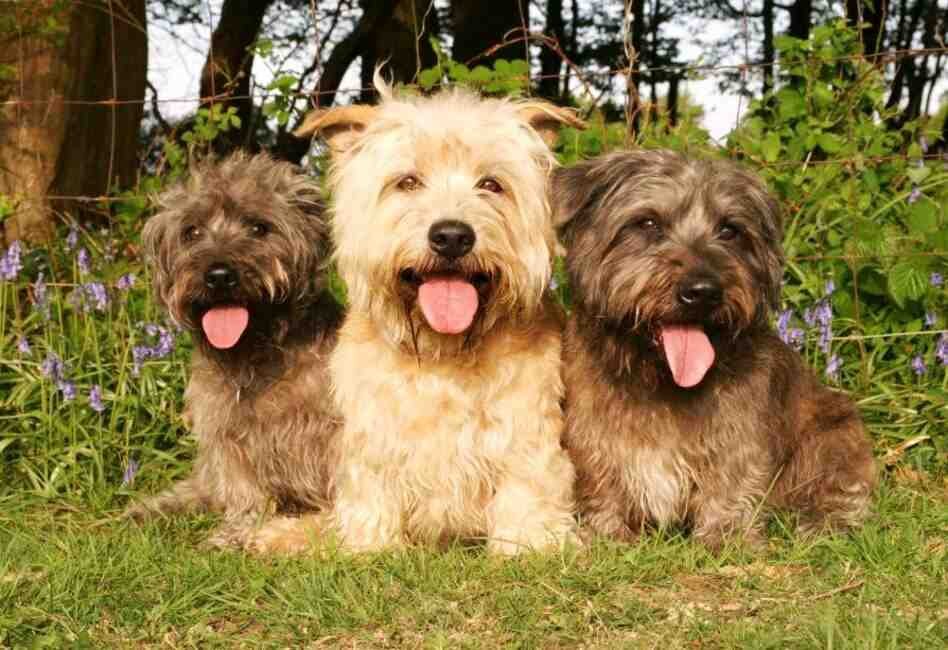 tres Irish Glen of Imaal Terrier sentados