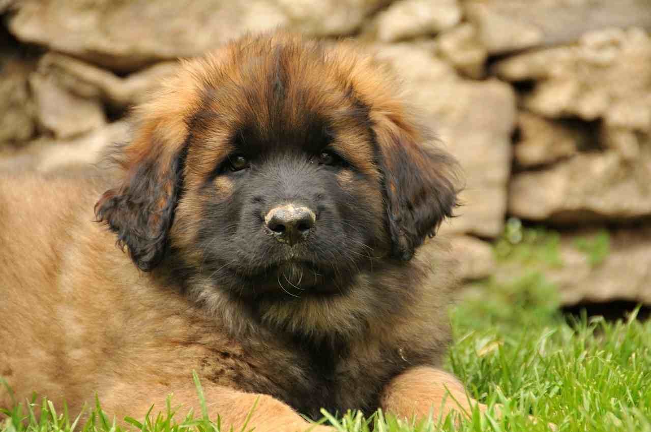 Leonberger cachorro
