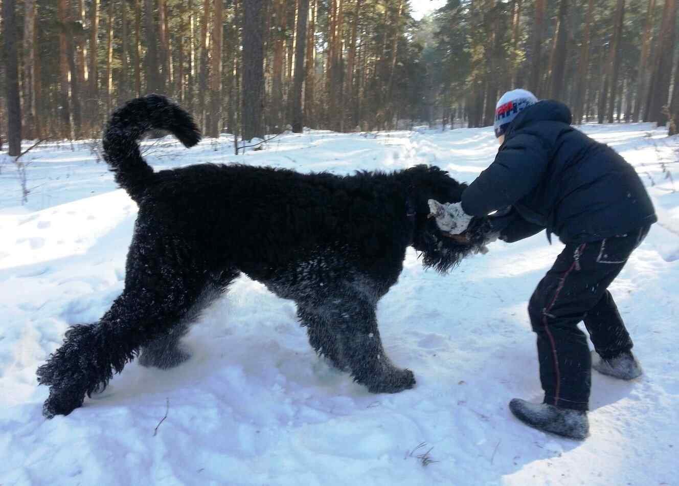 Terrier Negro Ruso