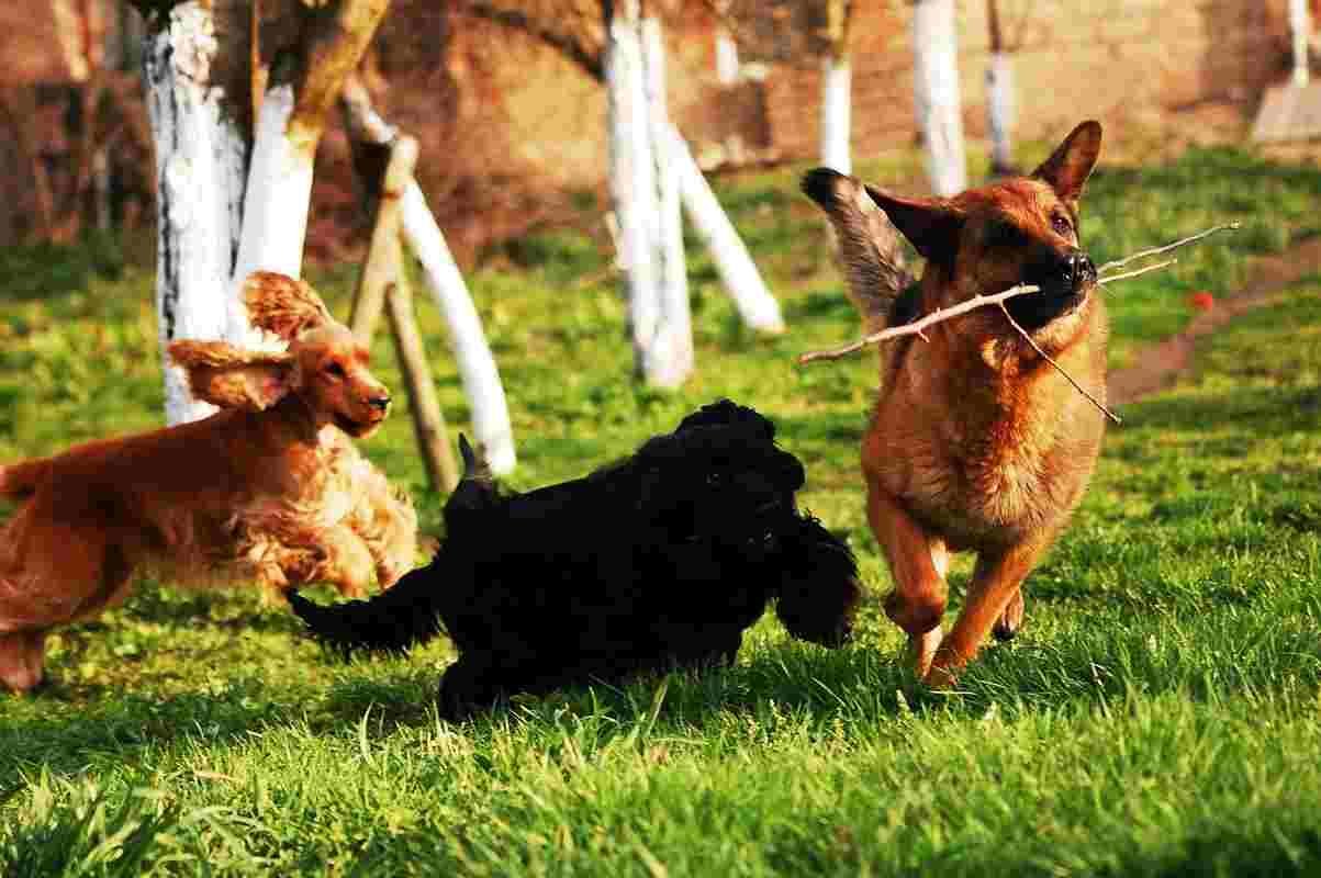 perros jugando