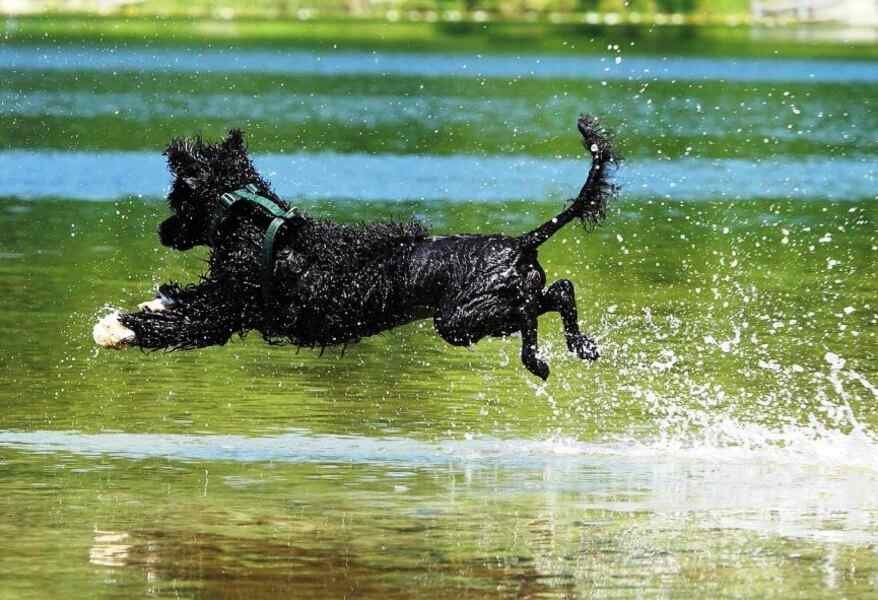 perro de agua portugues en el agua
