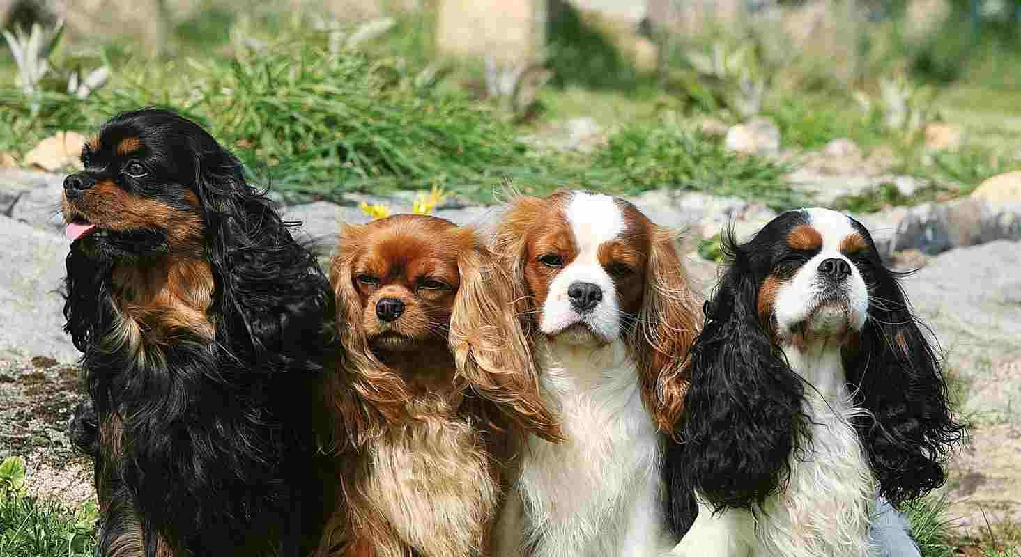 Cavalier King Charles Spaniel colores
