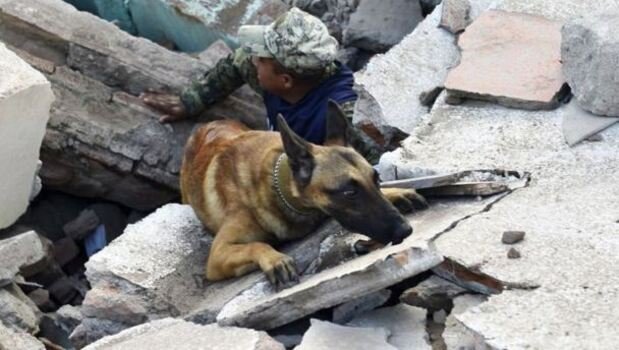 mallinois en colapsados, perros rescatistas / Kennel Club Argentino